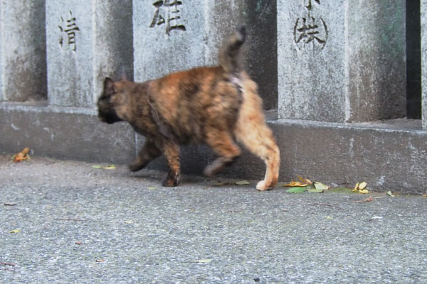 逃げる猫