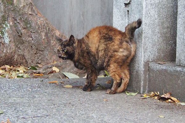 サビ猫　精悍な顔