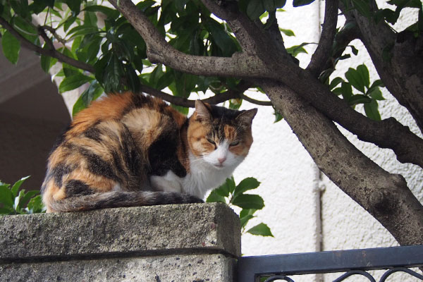 三毛猫　塀の上　睨む