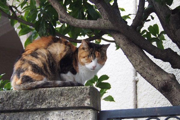 三毛猫　塀の上　目閉じ