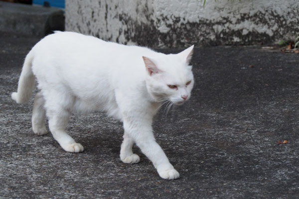 チロル　歩き出す