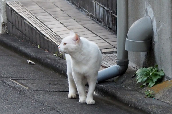 チロル　メルポイントを見る