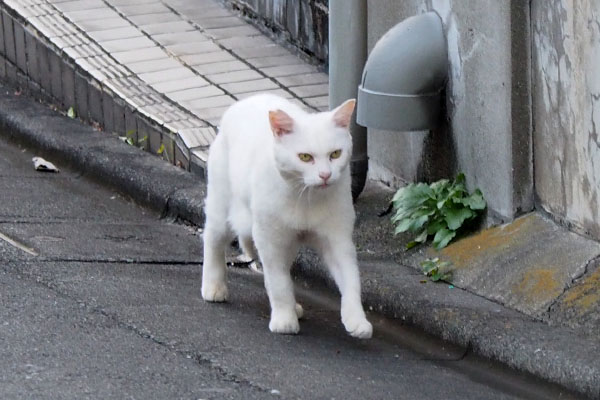 チロル　急げオレ