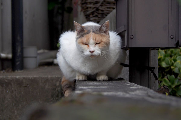 みけ姉さま　正面から