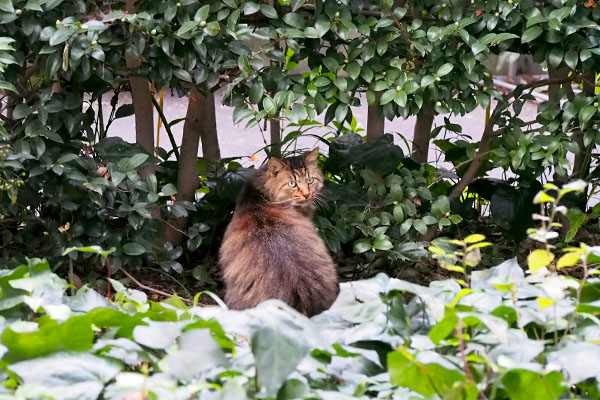 長毛猫　地域猫　さくら猫