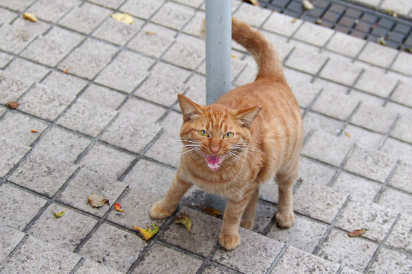 絶叫する茶トラ猫