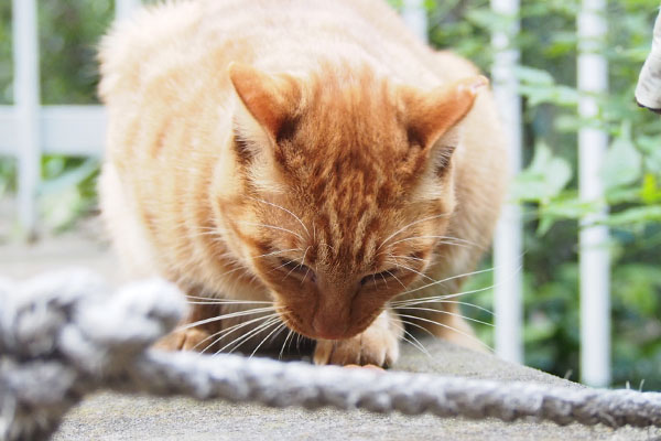 食べている猫