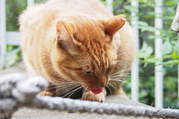 茶トラ　食べている猫　舌