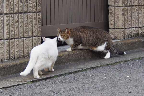 白猫とキジ白猫　鉢合わせ