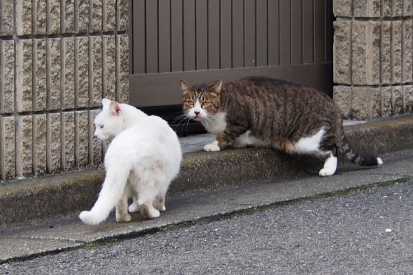 オス猫に見えたメス猫