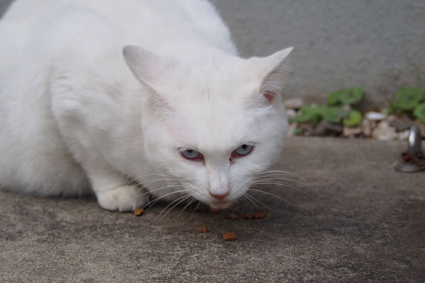 たくさん食べる白猫