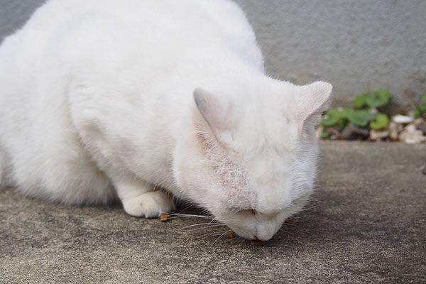 食べる白猫