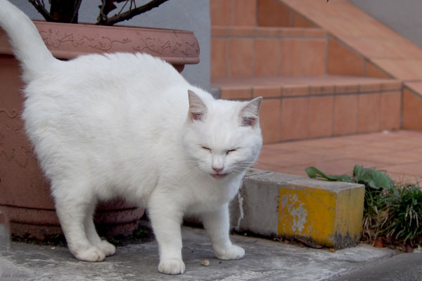 お地蔵様顔の白猫
