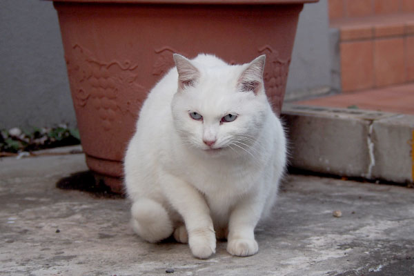 手足の汚れた白猫