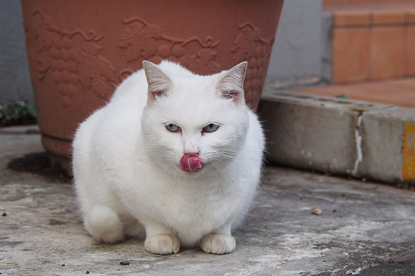 鼻を舐める白猫　食後の猫