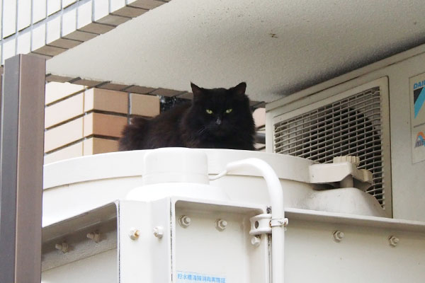 長毛黒猫　タンクの上