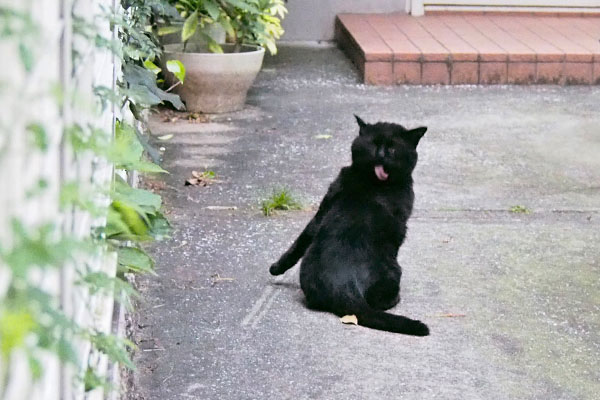 黒猫　背中舐める猫