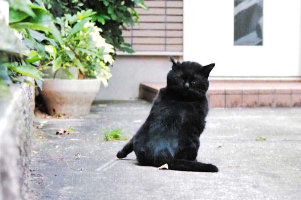 写りがイマイチ黒猫首１８０度後ろ