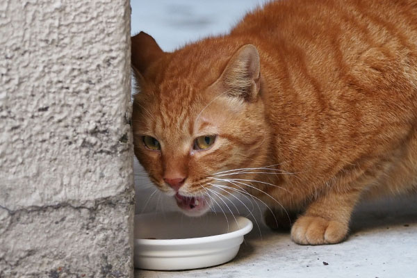 途中で見るカブ　それ何