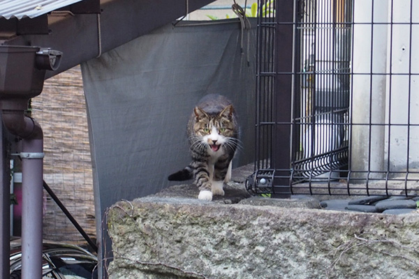 カイ　ニャーと動き出す