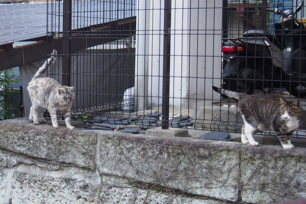 ふたりでやって来る銀とカイ