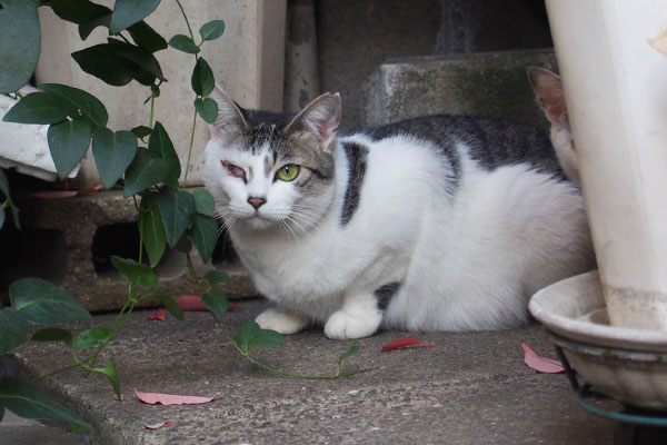 サバ白猫　お腹地面につく