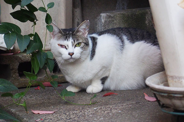 睨む猫　角膜炎