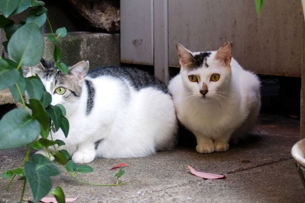 くっ付く猫　サバ白キジ白