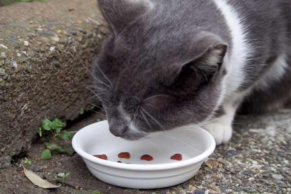 食べるちびにゃん