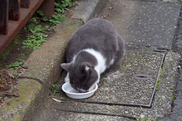 ちびにゃん　食べる図上から