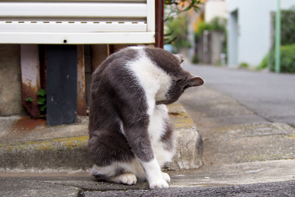 ちびにゃん　脇腹なめなめ