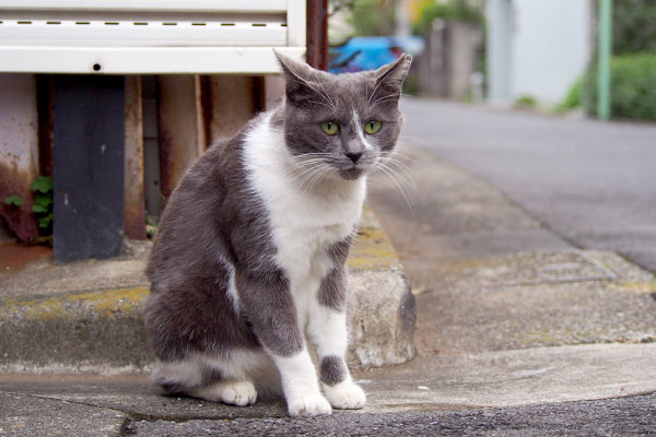 ちびにゃん　首を前に出し