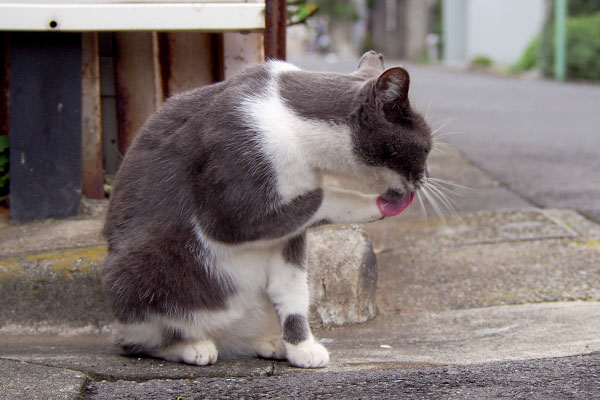 グレ白猫　お手てぺろぺろ