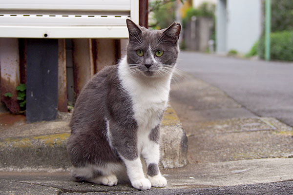 ちびにゃん　左を見る