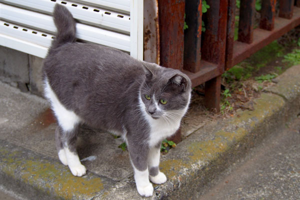 ちびにゃん　立ち上がる