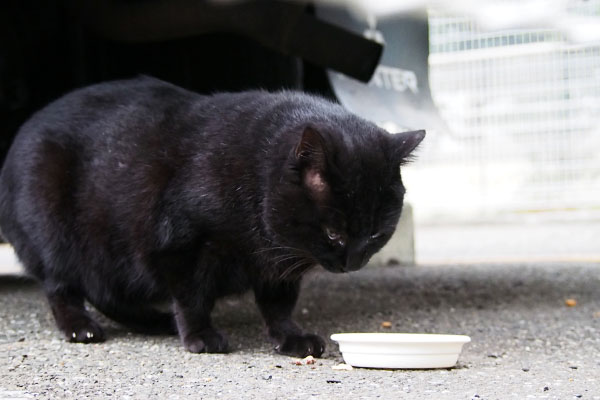 ティア　食べる　体格良し