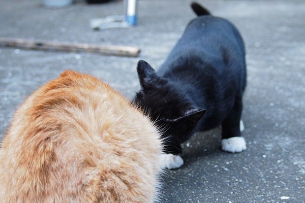 遊ぶ猫　白黒猫と茶トラ