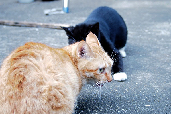 遊ぶ猫　後ずさる白黒猫