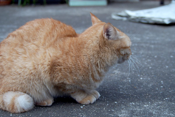 茶トラ　見ている