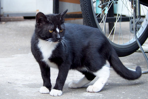 白黒猫　タキシードキャット