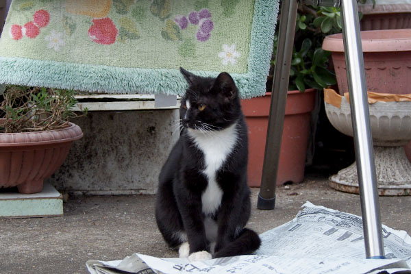 新聞紙の上に座る猫