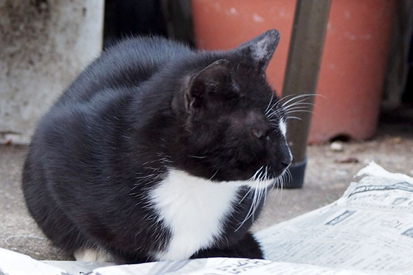新聞紙の上にお座りする白黒猫　タキシードキャット