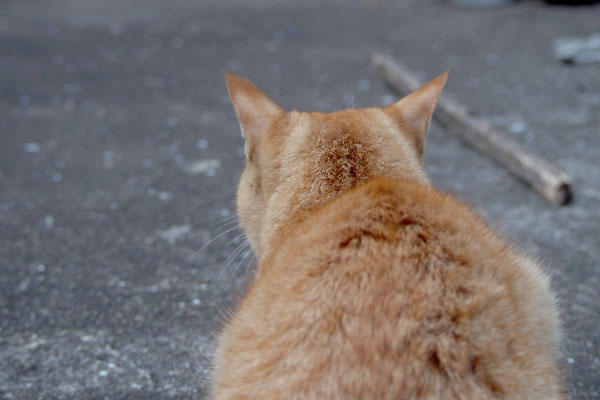 茶トラ雌猫後頭部