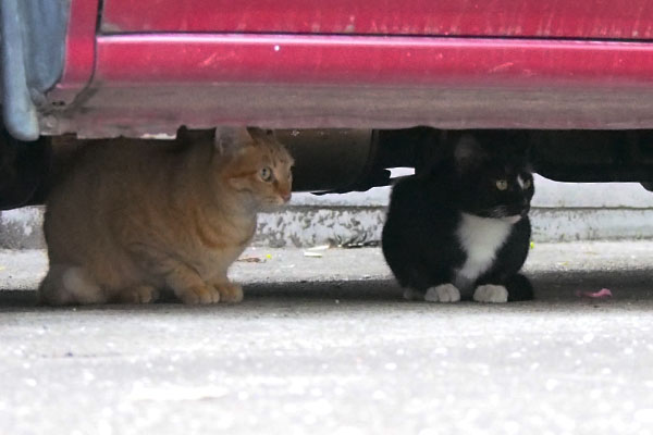 車の下でちんまりする猫