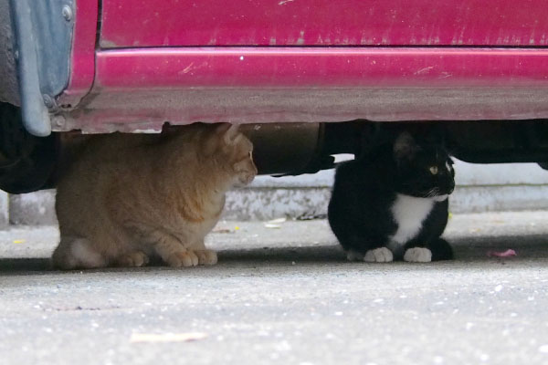 車の下に猫２匹