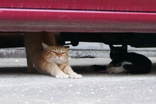 ソラ　車の下で伸びをする猫