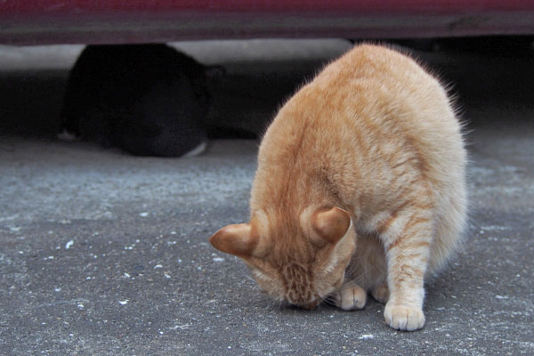 足を舐める茶トラ猫