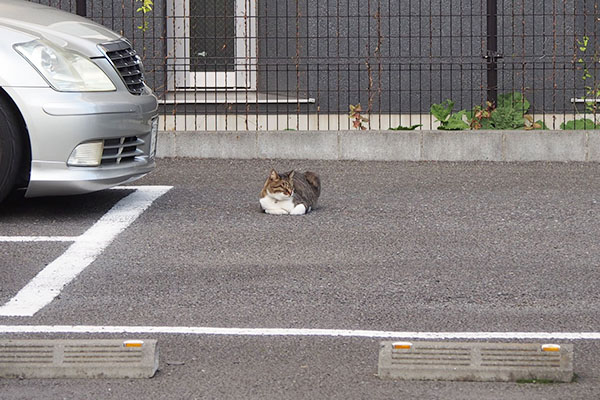 香箱崩れの猫