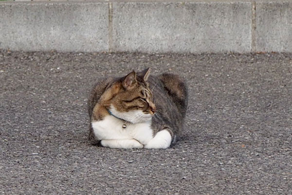 横顔　キジ白猫　オス猫　家猫