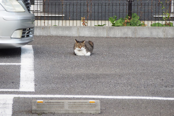 イカ耳の猫　遠景